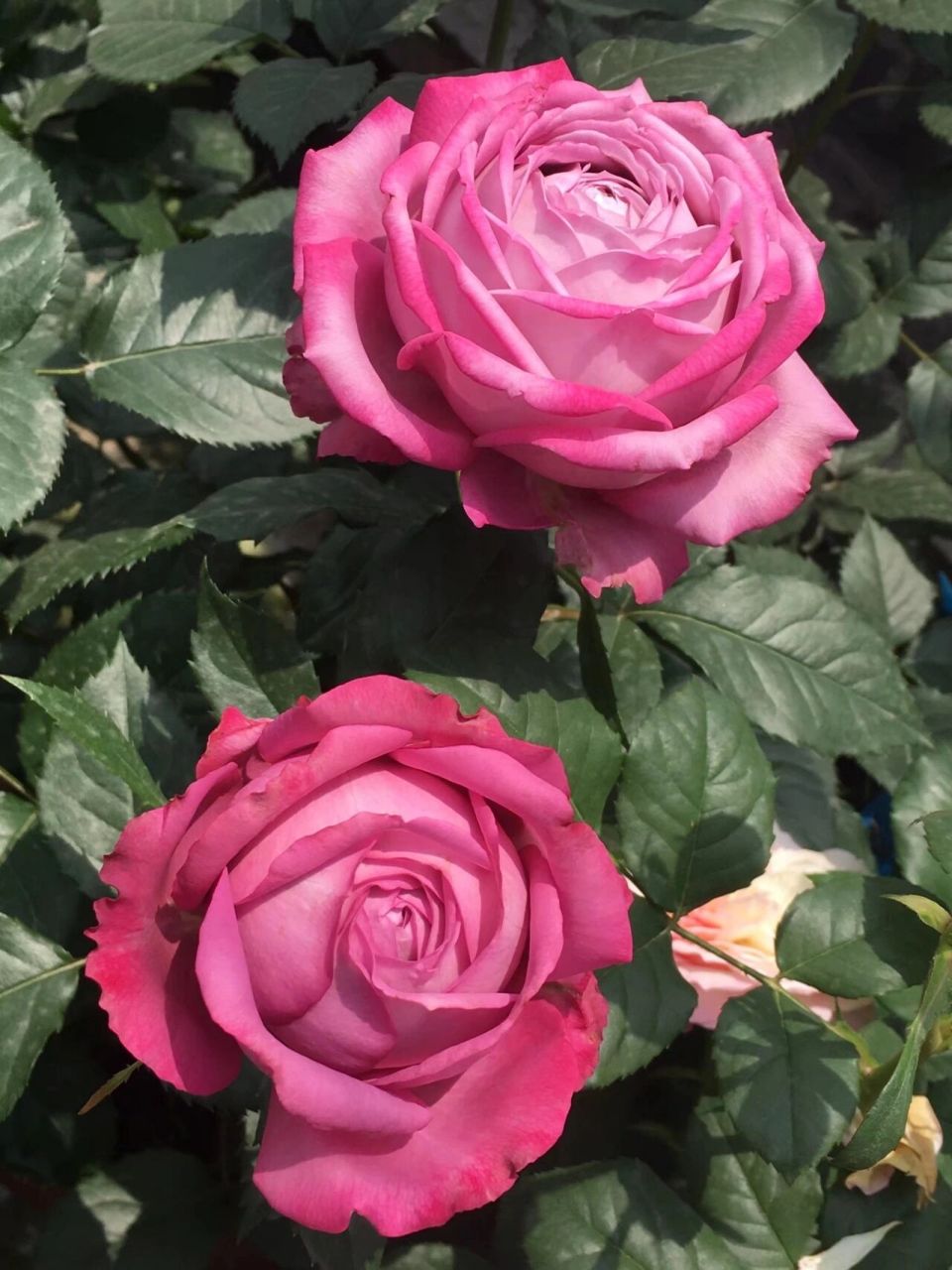 月季-紫魂香水 这是一款宣传图好看,实开更好看的品种 ,实物跟图二,图