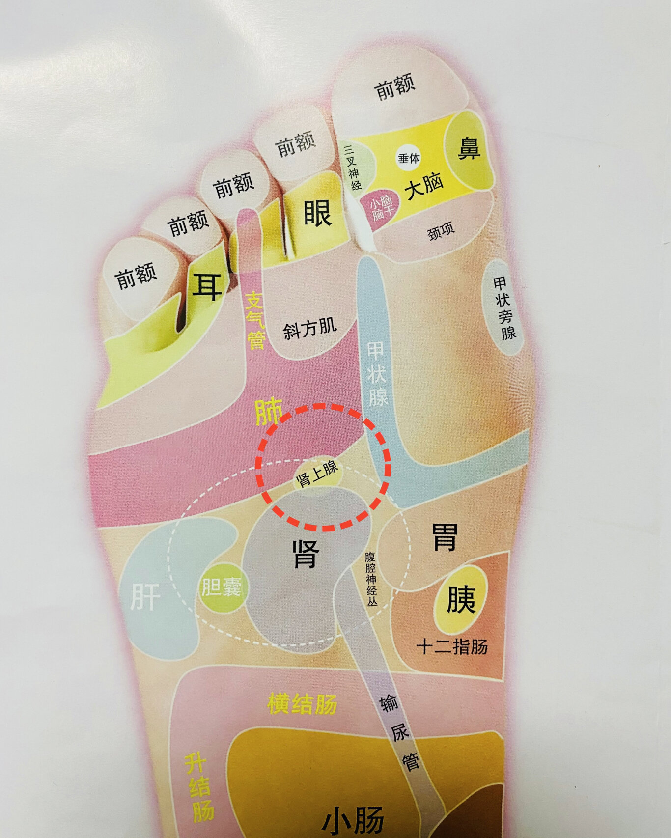 必按的六个基本足部反射区