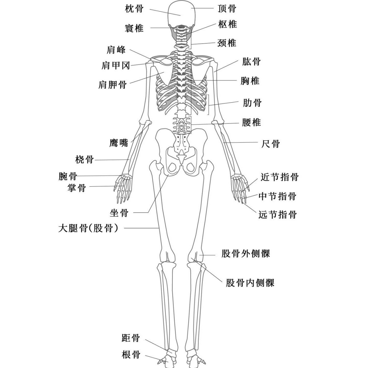 人体骨骼结构图04名称以及数量 骨骼是组成脊椎动物内骨骼的坚硬