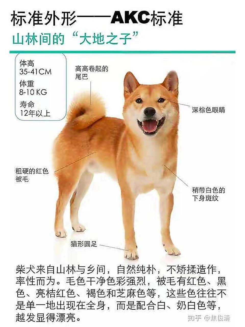 你家的柴犬够标准吗?来参考柴犬分析图!