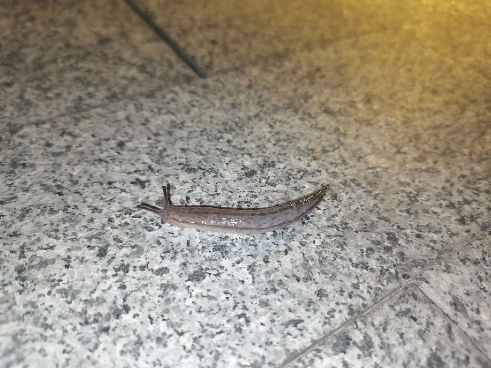 没壳的蜗牛吗? 求问,这是个什么物种