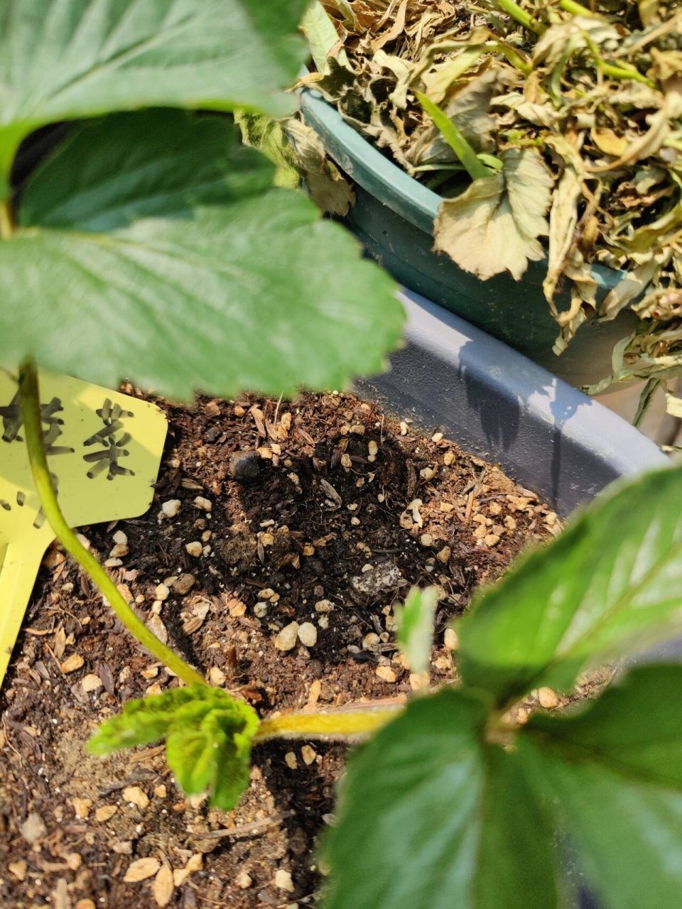 刚缓苗成功的草莓苗新叶发黑是怎么了?