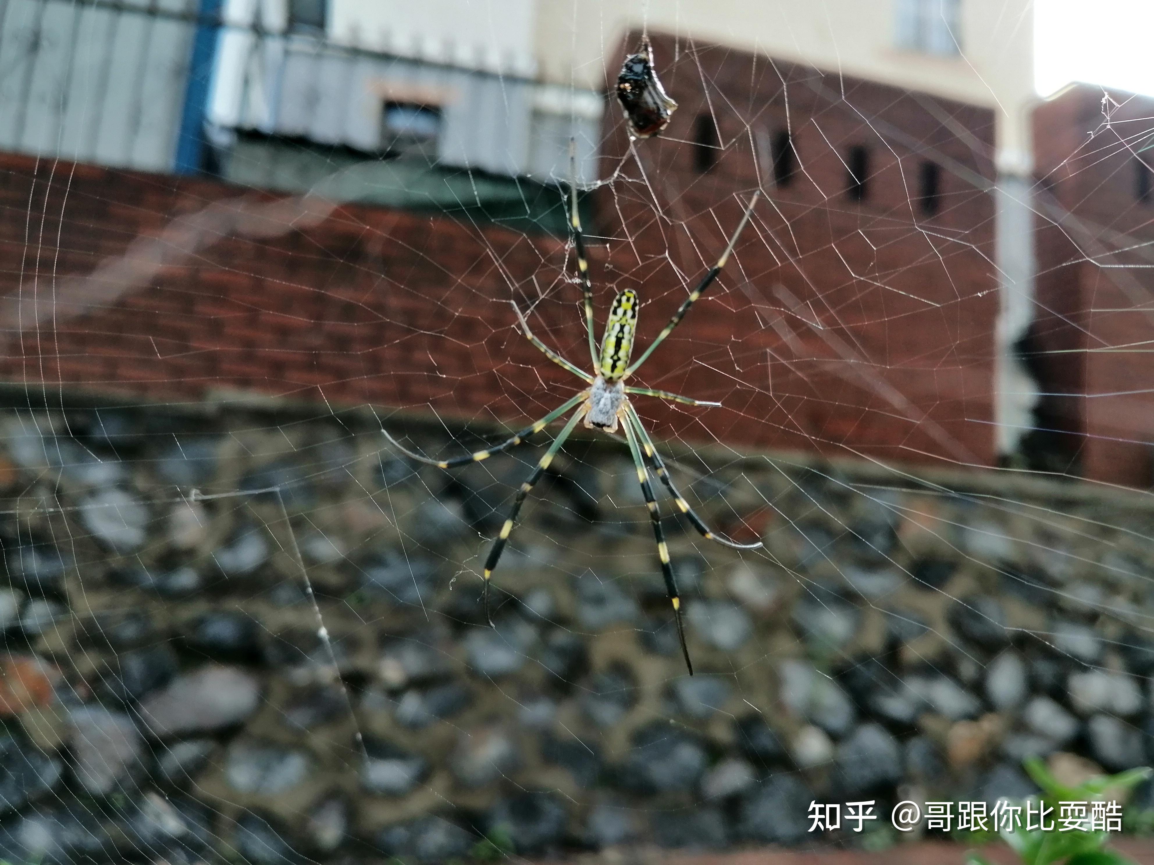 绿色蜘蛛是什么品种是否有毒