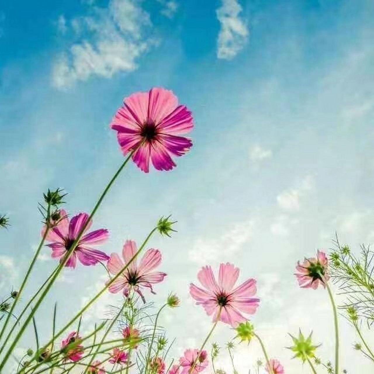 爸妈头像 全国统一