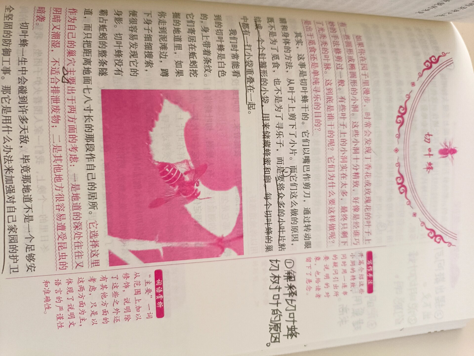 《昆虫记》第十五章切叶蜂