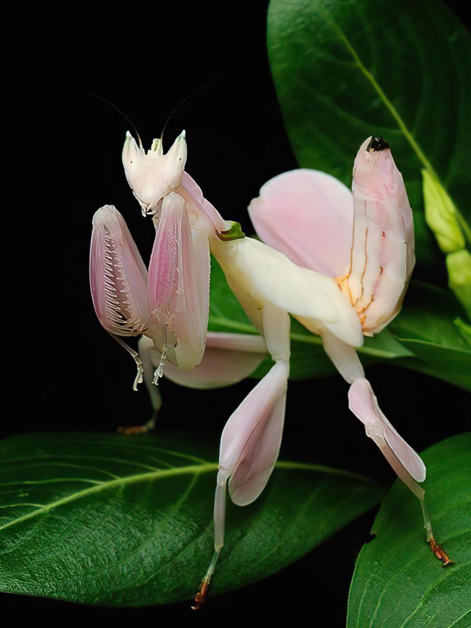 每天了解一种趣味动物👀兰花螳螂 🌿中文名:兰花螳螂【冕花螳】