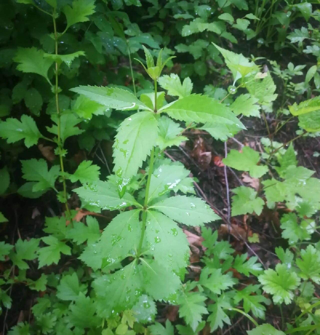 吉林省野菜——四叶菜  桔梗的叶子,上面是绿色的,下面是白绿色 四叶