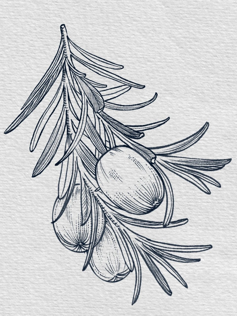 94钢笔速写|一种很有营养的坚果叫~香榧02   香榧:果实为坚果,营养