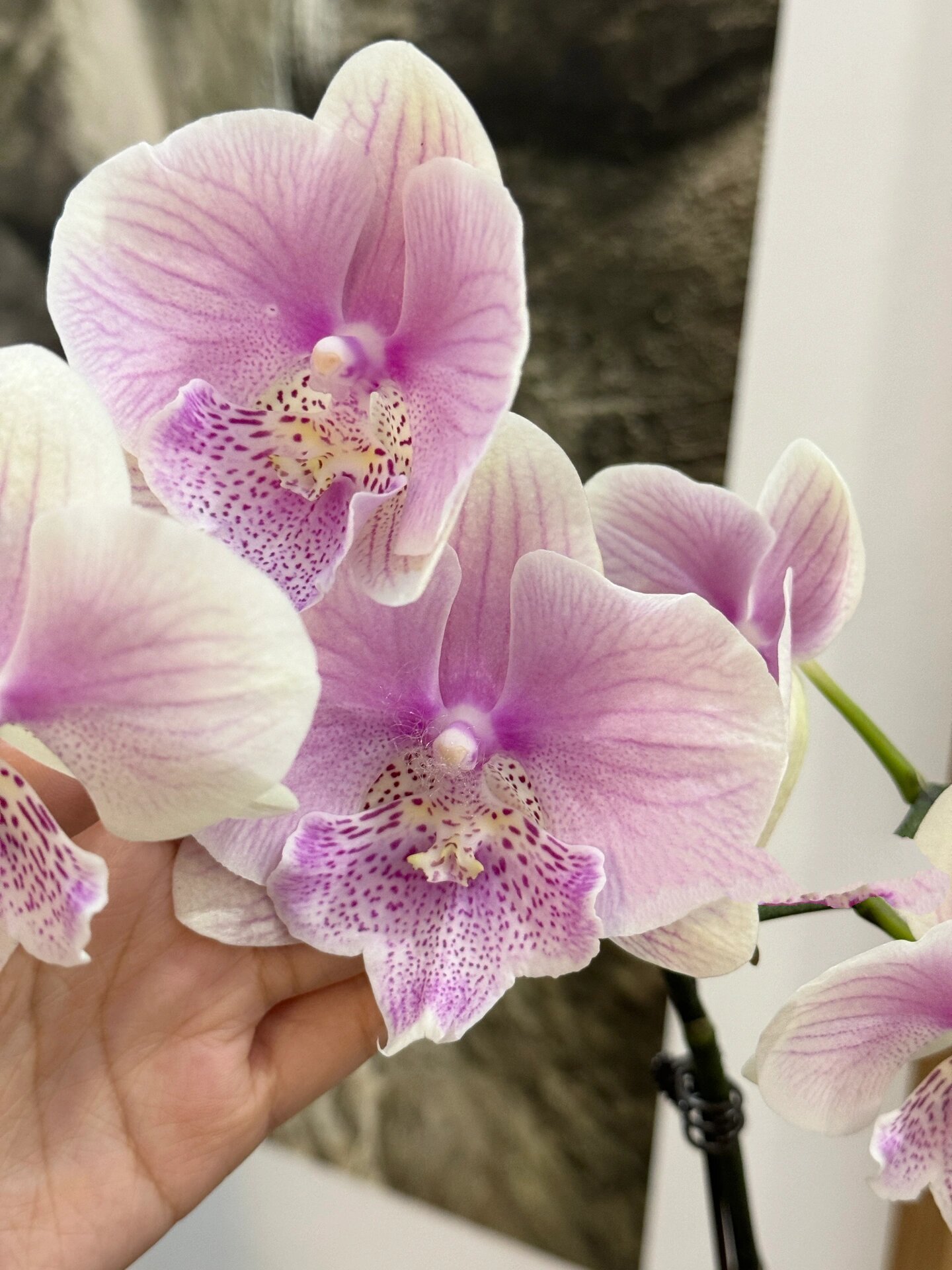 蝴蝶兰92仙气飘飘的大舌头 11566 唯美大舌头 魅惑大舌头 215