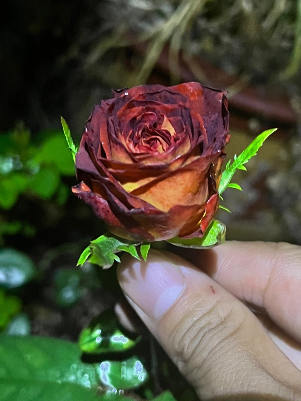 陨石月季95 陨石,进口切花品种,暂未查到原始名称.