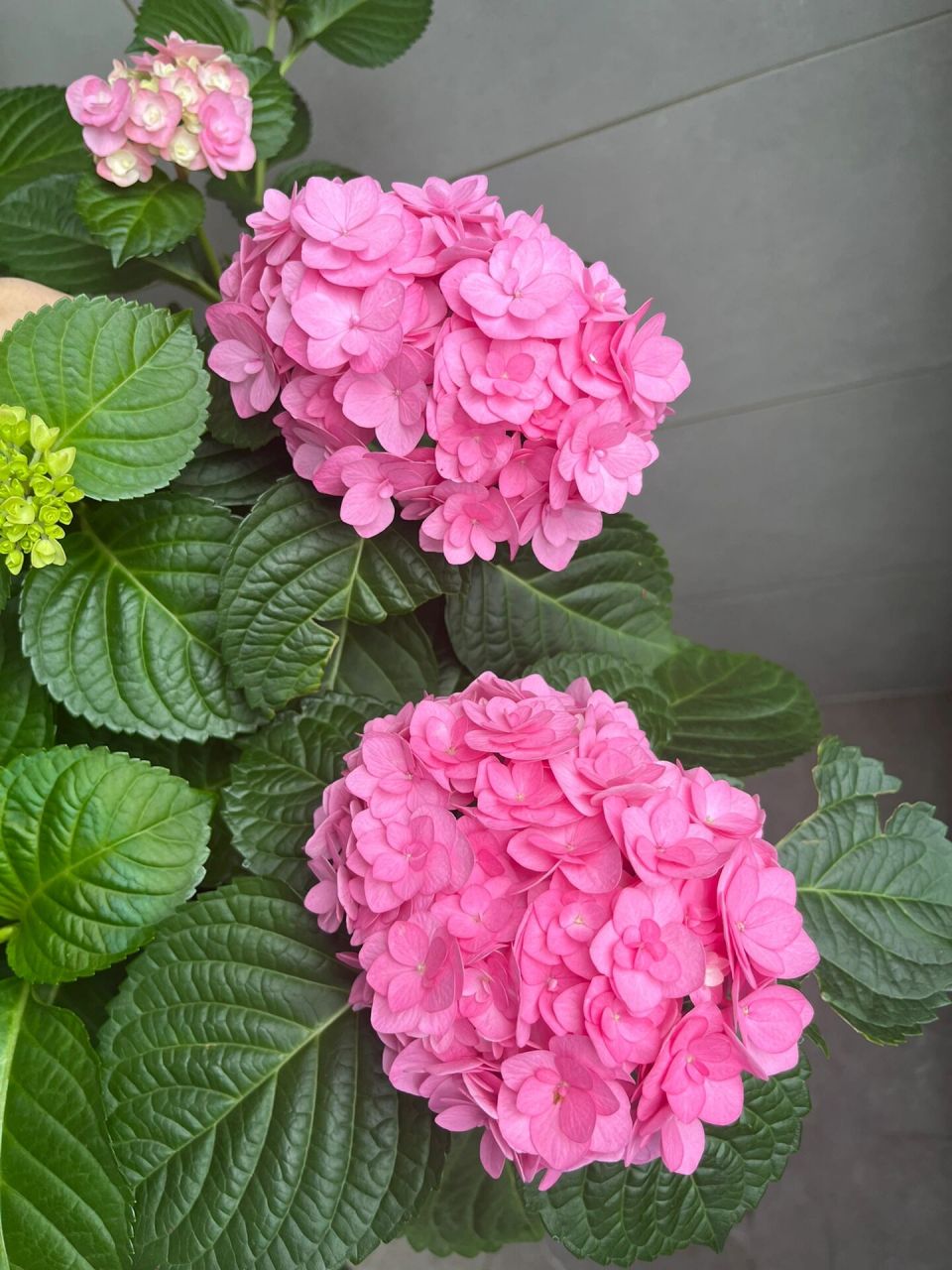 绣球 艾薇塔 这是养的第二年 今年直接爆花了96