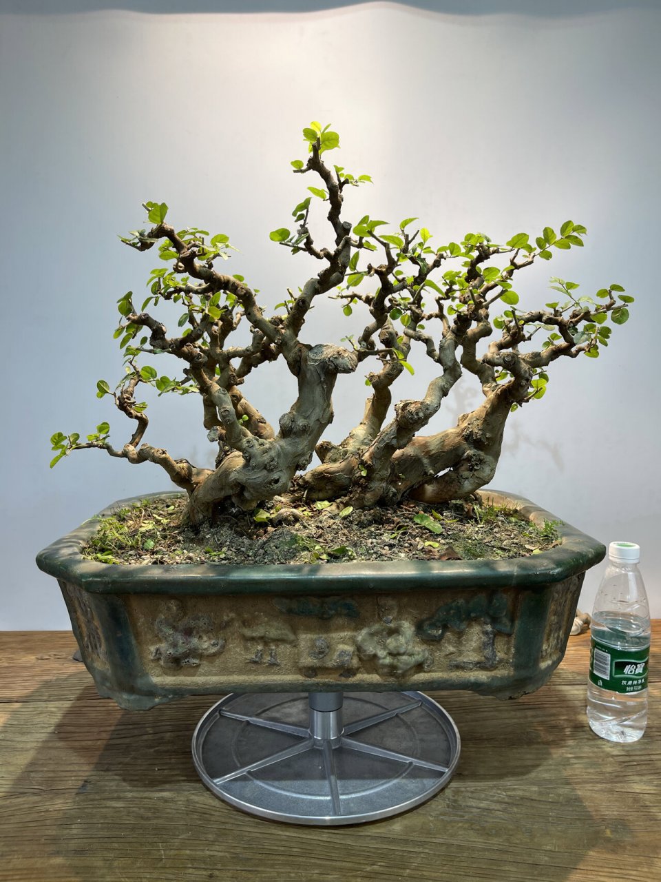 丛林雀梅 这样的盆景太有意境了 丛林雀梅盆景