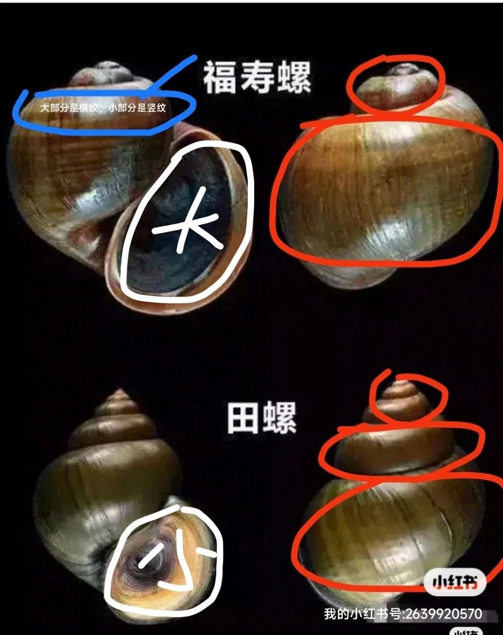 脆螺和田螺的区别图图片