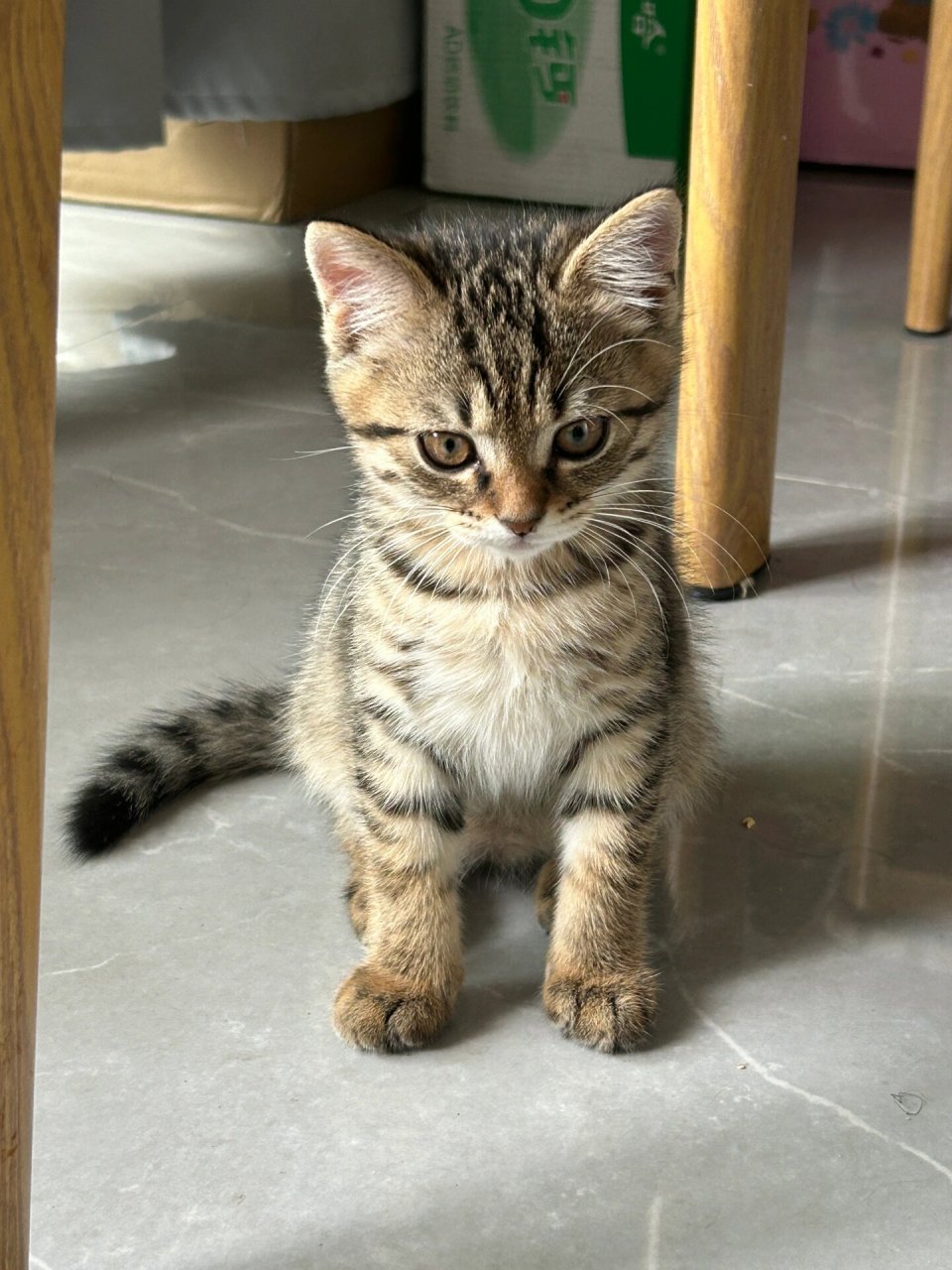 看看你们家的猫 我最最可爱的狸花猫,已经长这么大了.