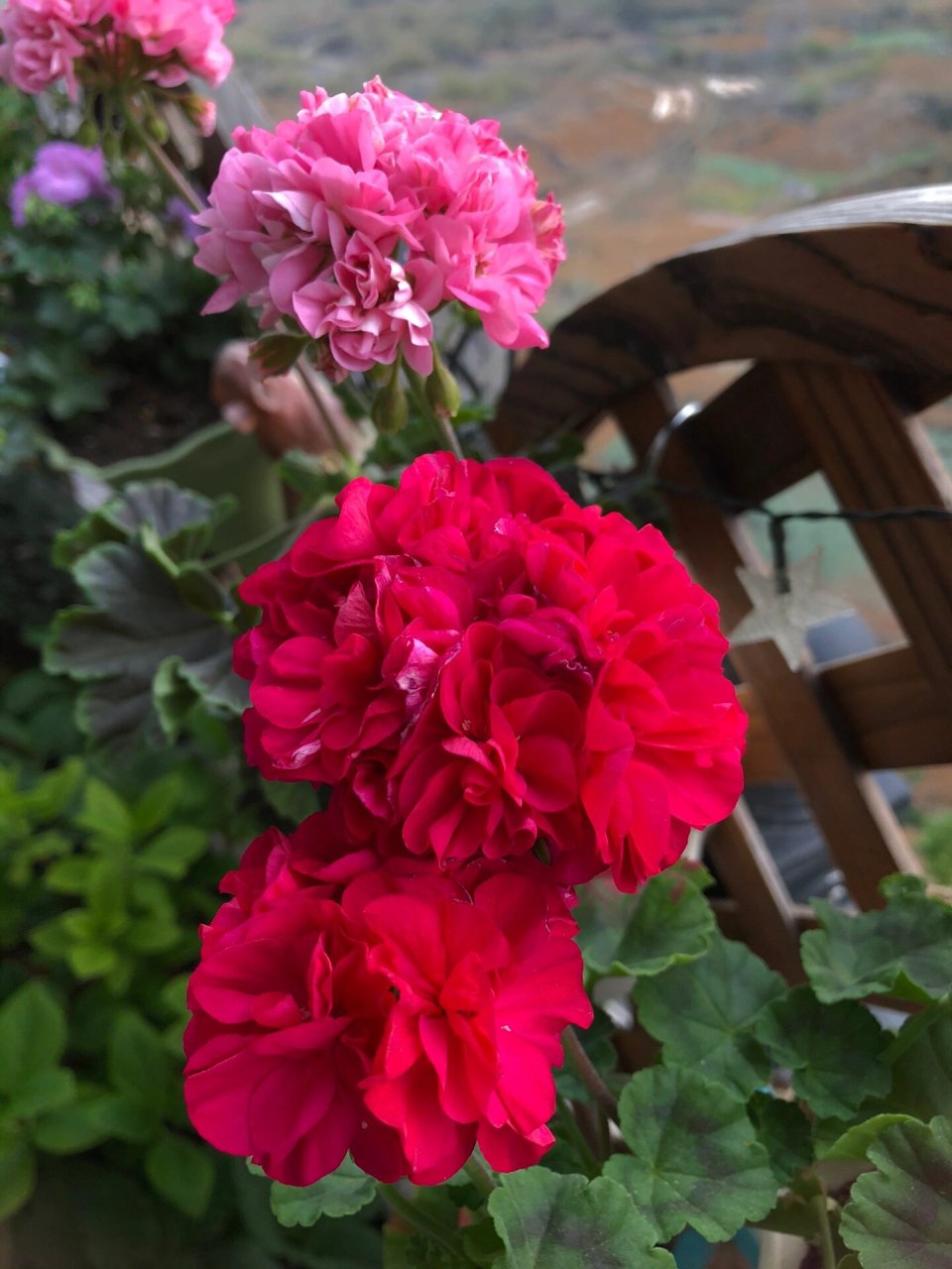 天竺葵重彩胭脂 一个实物比图片好看的品种,重彩胭脂,矮生,勤花