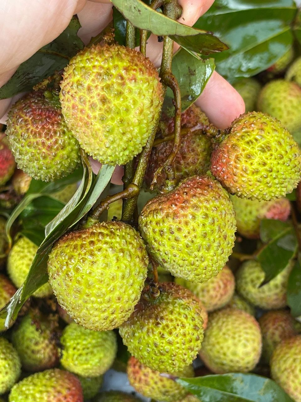 哟～三月红荔枝已悄悄来啦～ 荔枝季节来啦～050505 今年第一颗