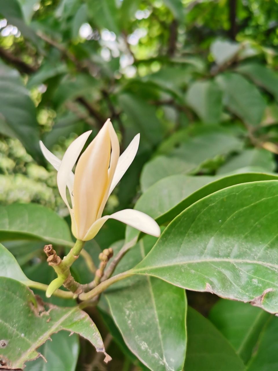 黄角树开花了! 这个季节,居然看见我家黄角树,开花了!