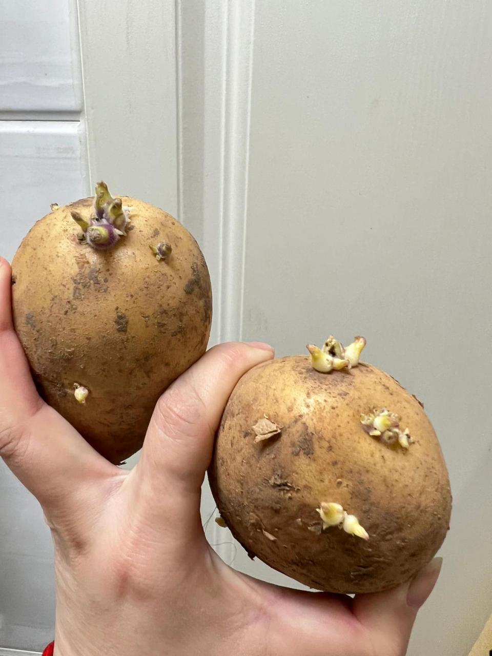 发芽的可以吃嘛? 莫名其妙跟着囤菜,囤了土豆,发芽了!不能吃了! 那么