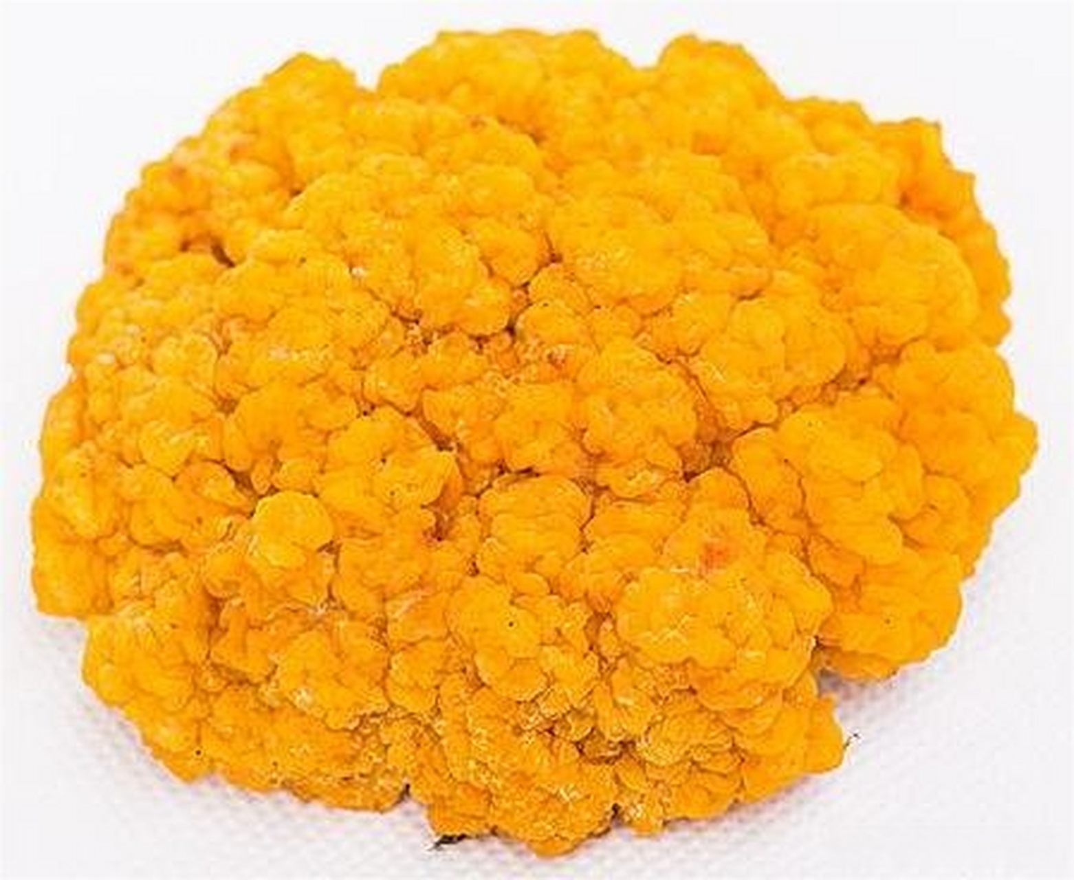 金耳菌,价值堪比燕窝,是一种珍稀的药,食兼用菌.