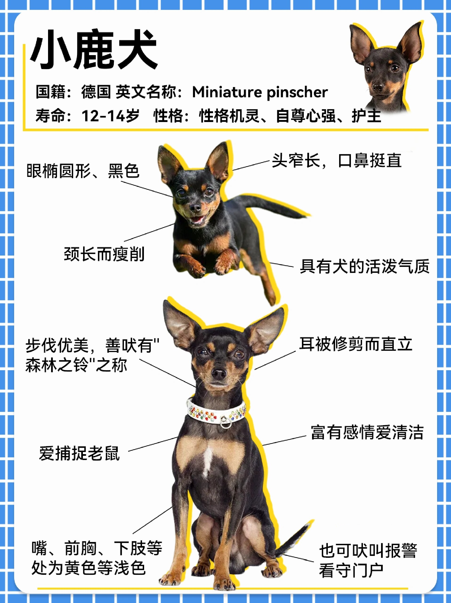 集优雅帅气,可爱俏皮于一身的狗狗—小鹿犬