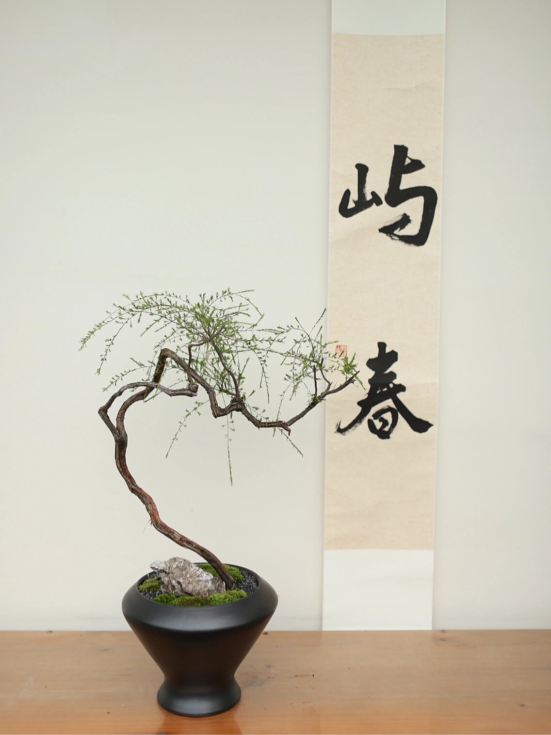 一盆很有韵味的盆景——海岛岗松 海岛岗松,别有一番韵味.