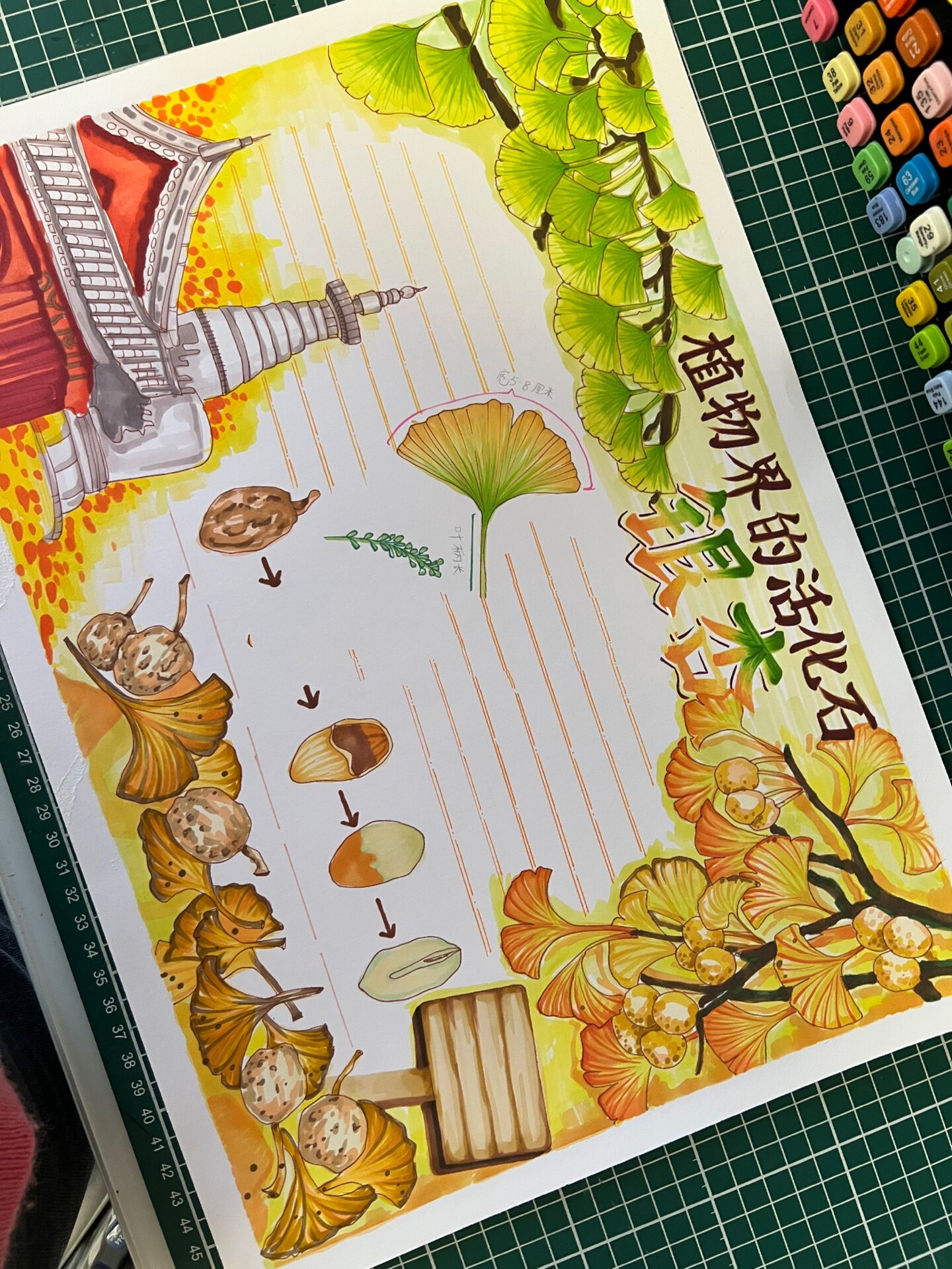 植物自然笔记银杏观察手抄报小学生模板线稿