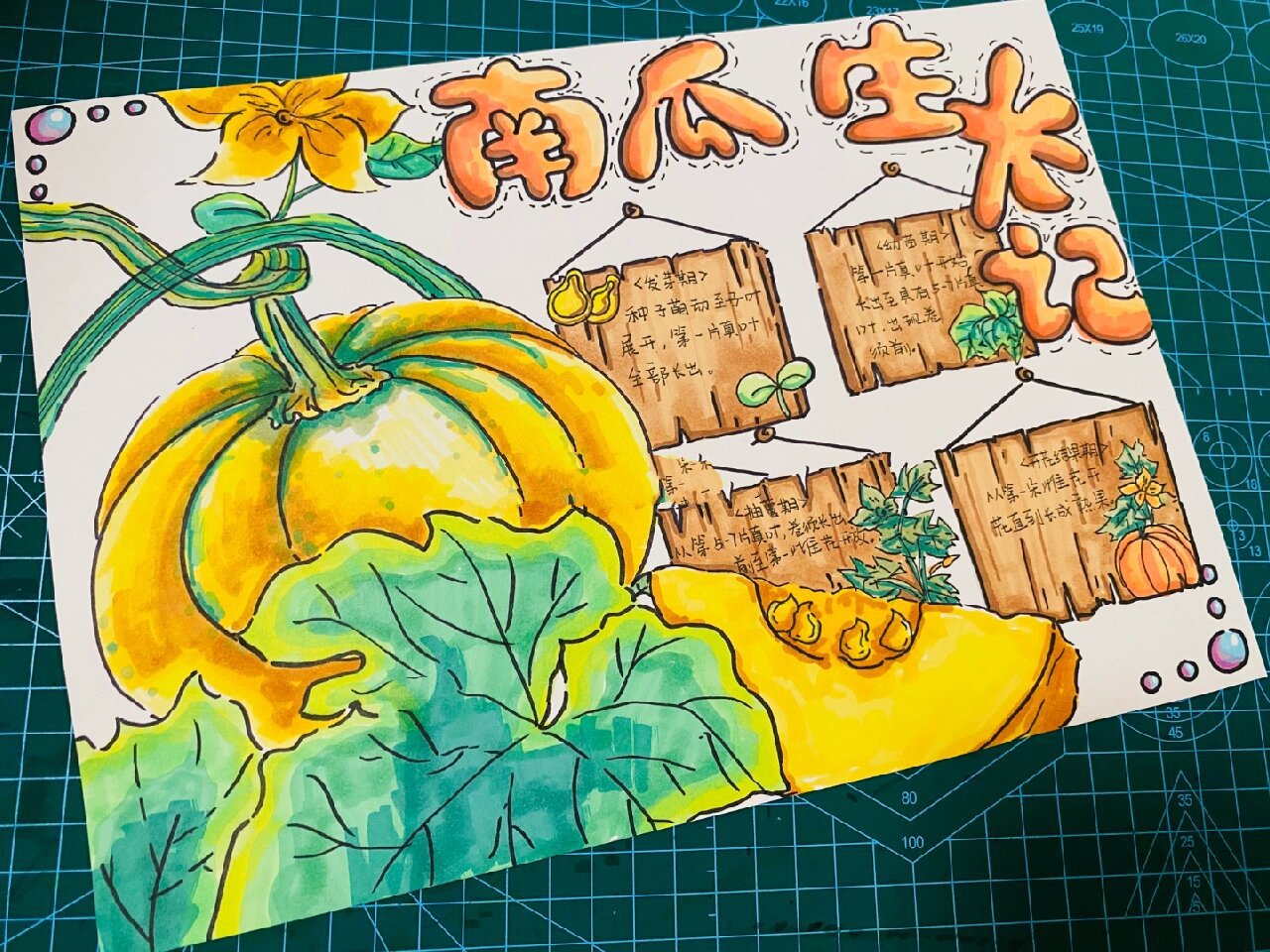 手抄报上色《南瓜生长记》