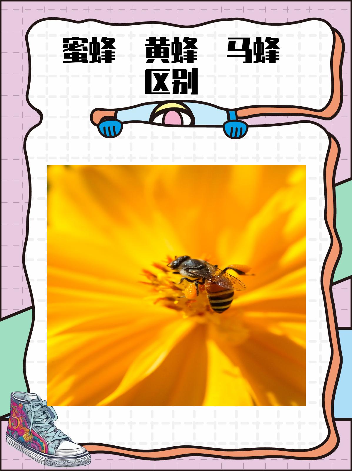 蜜蜂 黄蜂 马蜂 区别