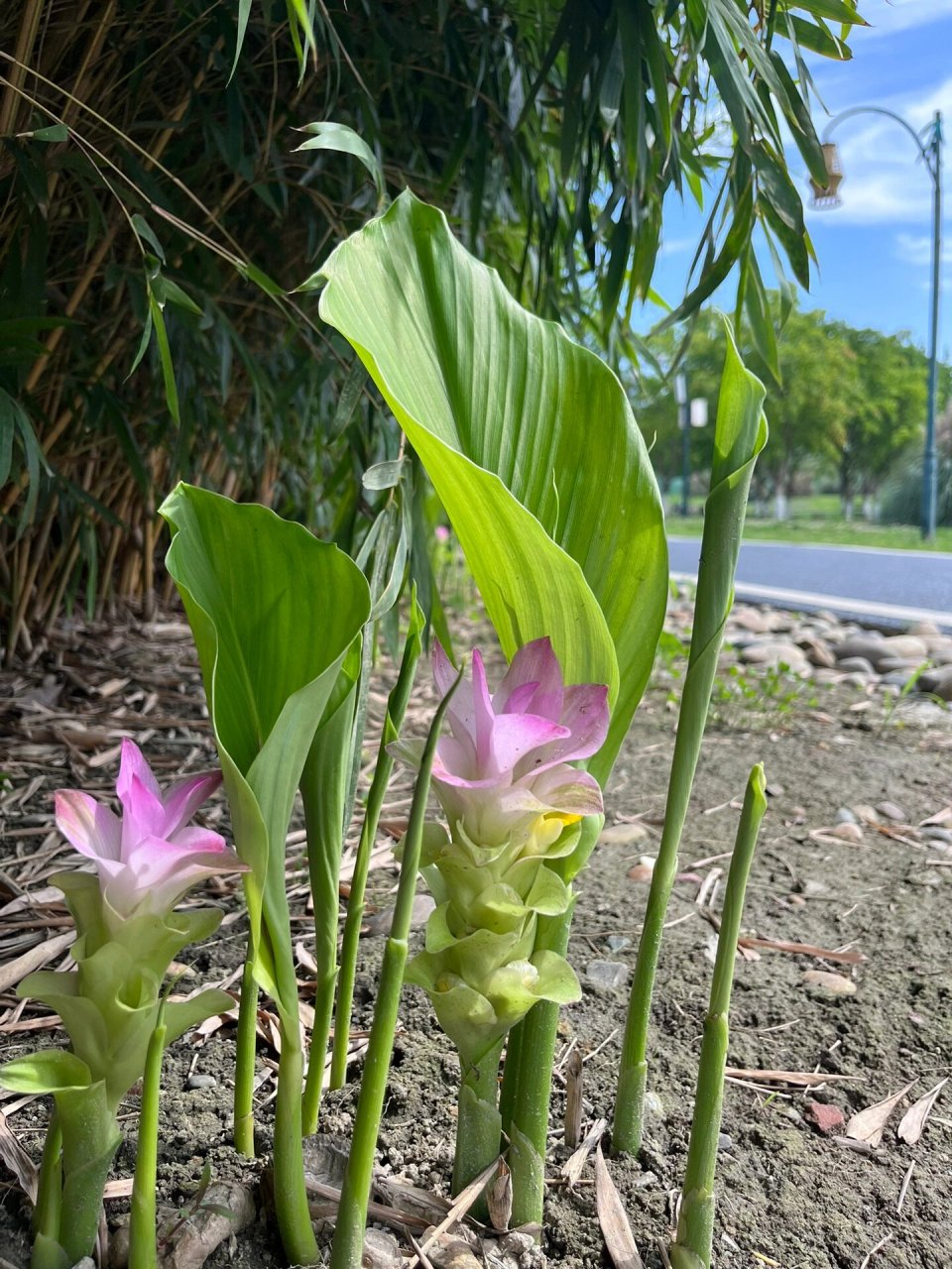 小众植物—广西莪术 川渝很少看到的植物,广西莪术,主要分布于广西和