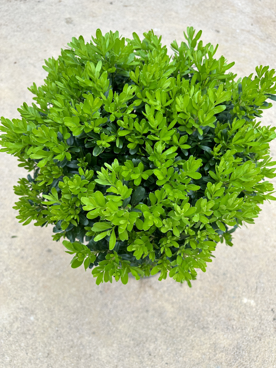 雀舌黄杨 小叶黄杨 黄杨 雀舌黄杨 ,有的地方 也叫千年矮,万年青.