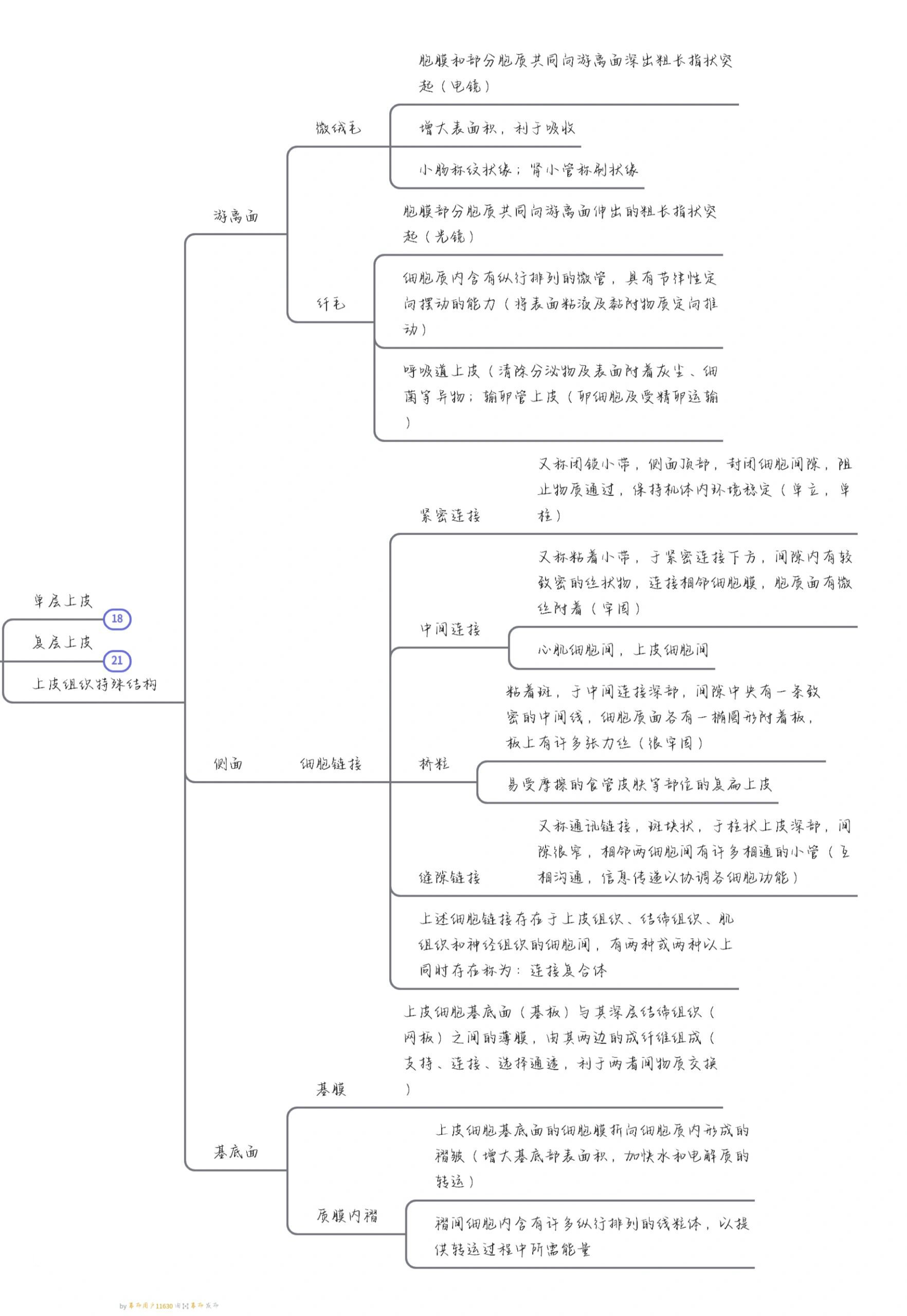 上皮组织思维导图简单图片