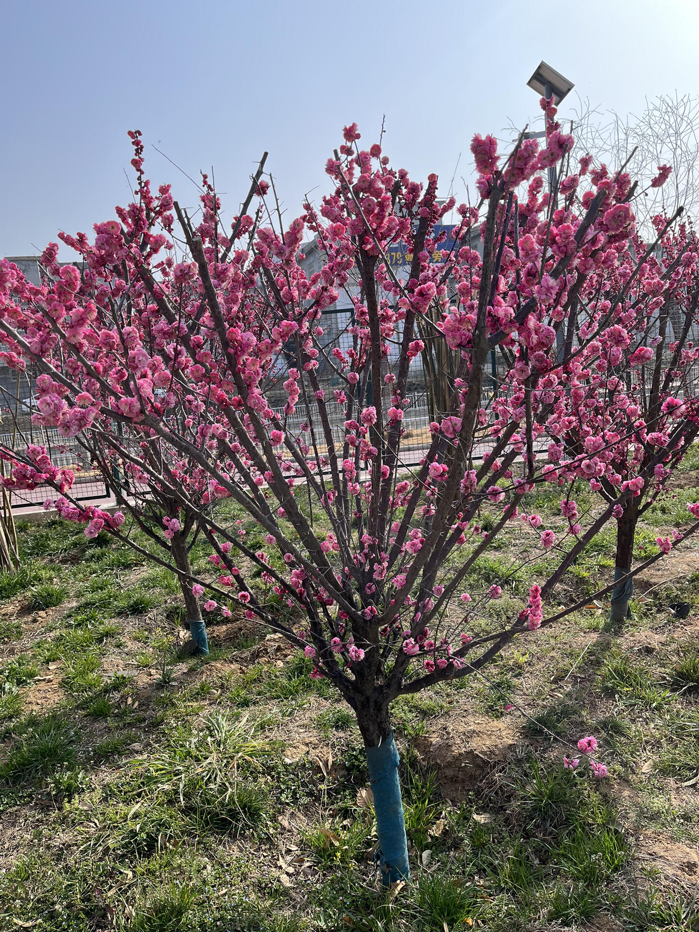 榆叶梅花程式图片