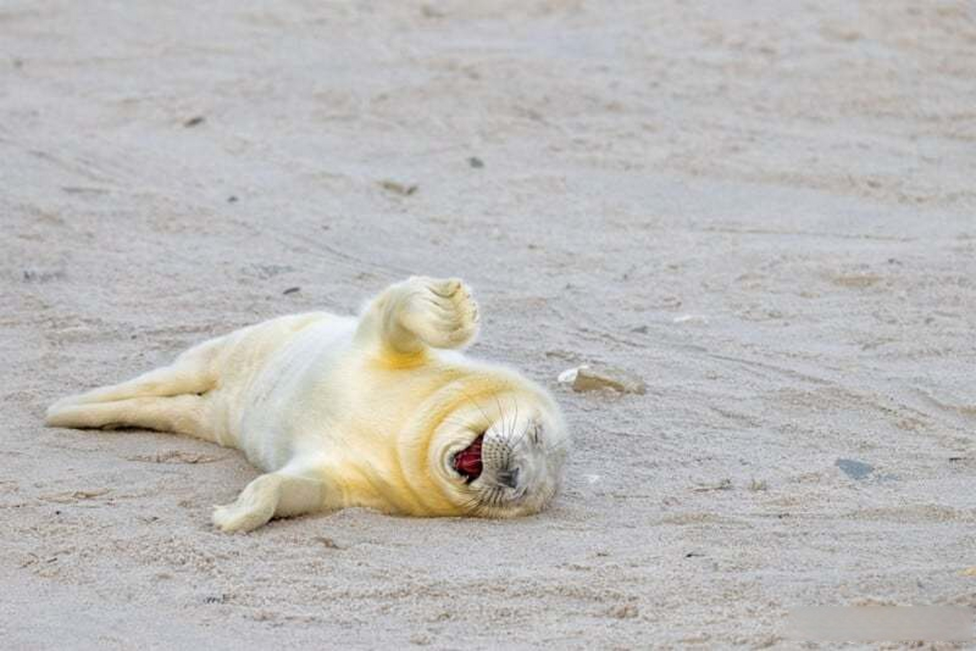 尼康冠名的搞笑野生动物摄影大赛(nikon comedy wildlife awards)作品