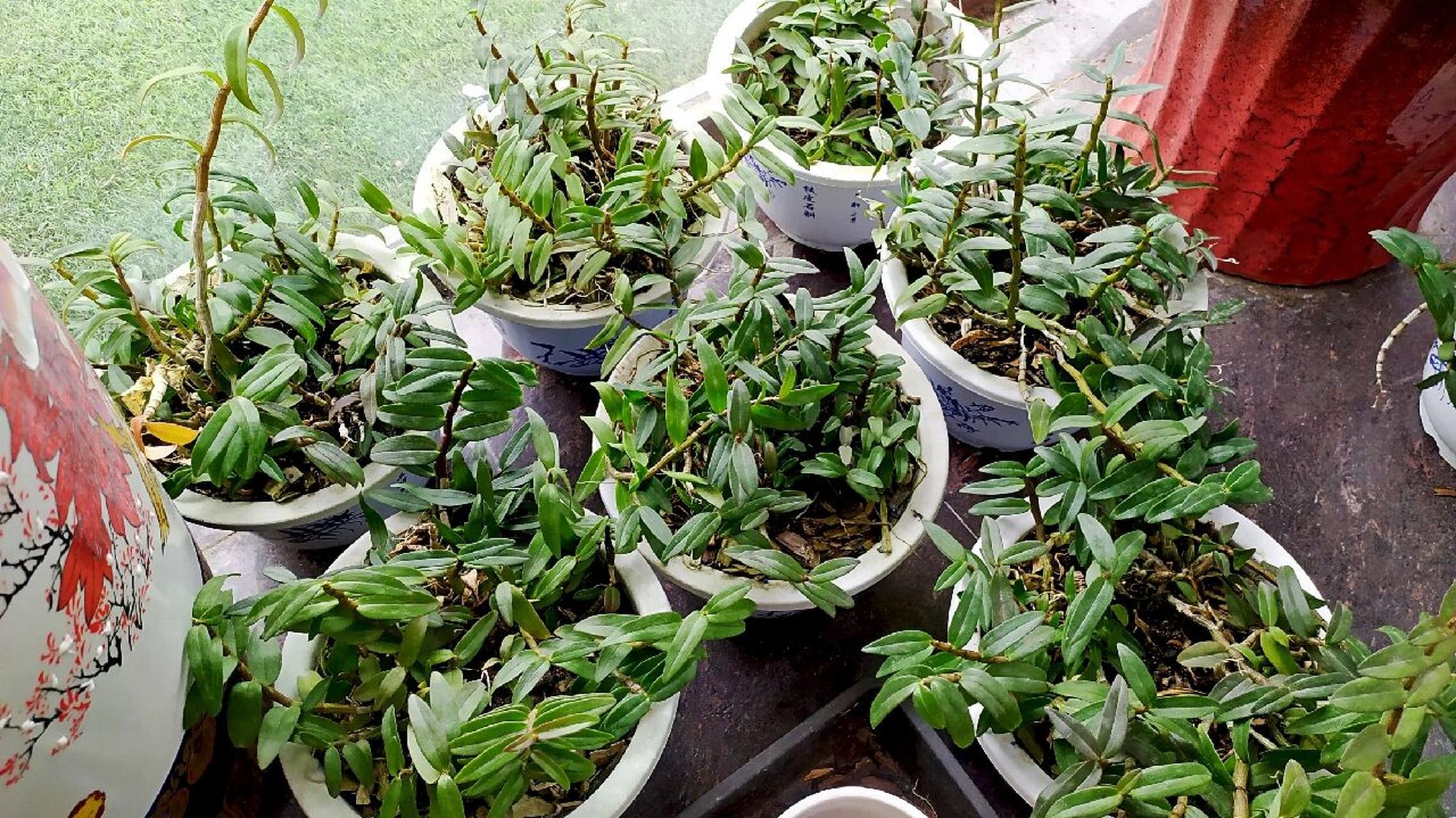 【种植篇】铁皮石斛的养护要求有哪些?