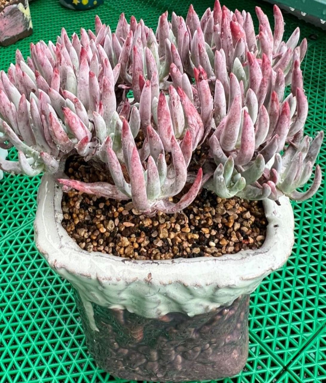 认识多肉第40天——爱杜丽丝 爱杜丽丝,景天科仙女杯属的多肉植物.