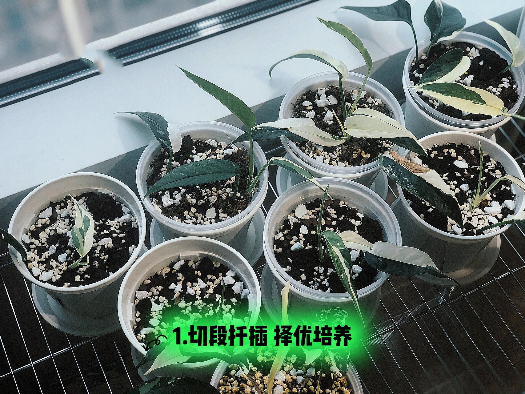 白锦麒麟尾小苗 新手养成 非常顽强的宝藏锦化品种.