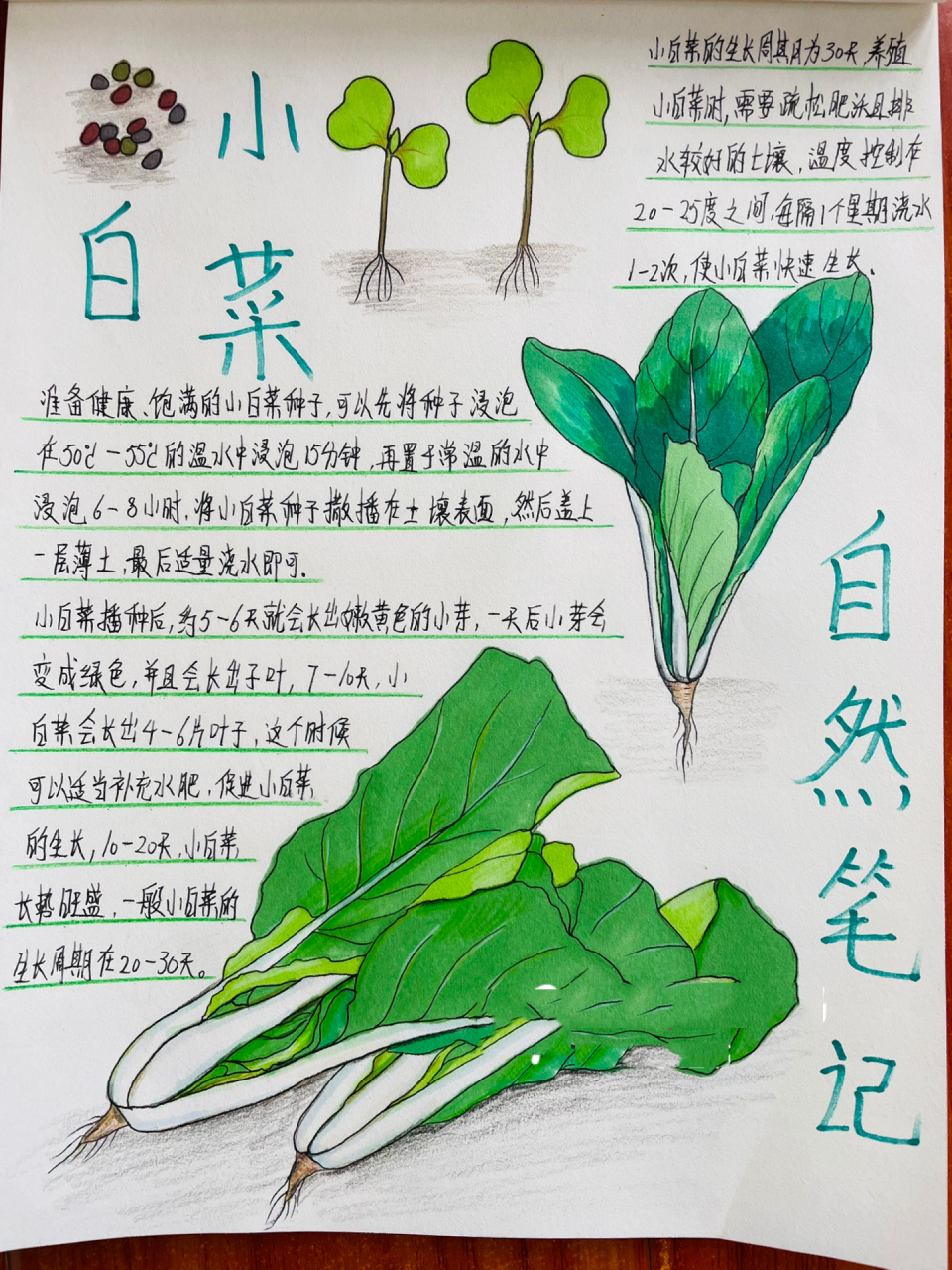 原创自然笔记-小白菜 小白菜是蔬菜中含矿物质和维生素最丰富的菜.