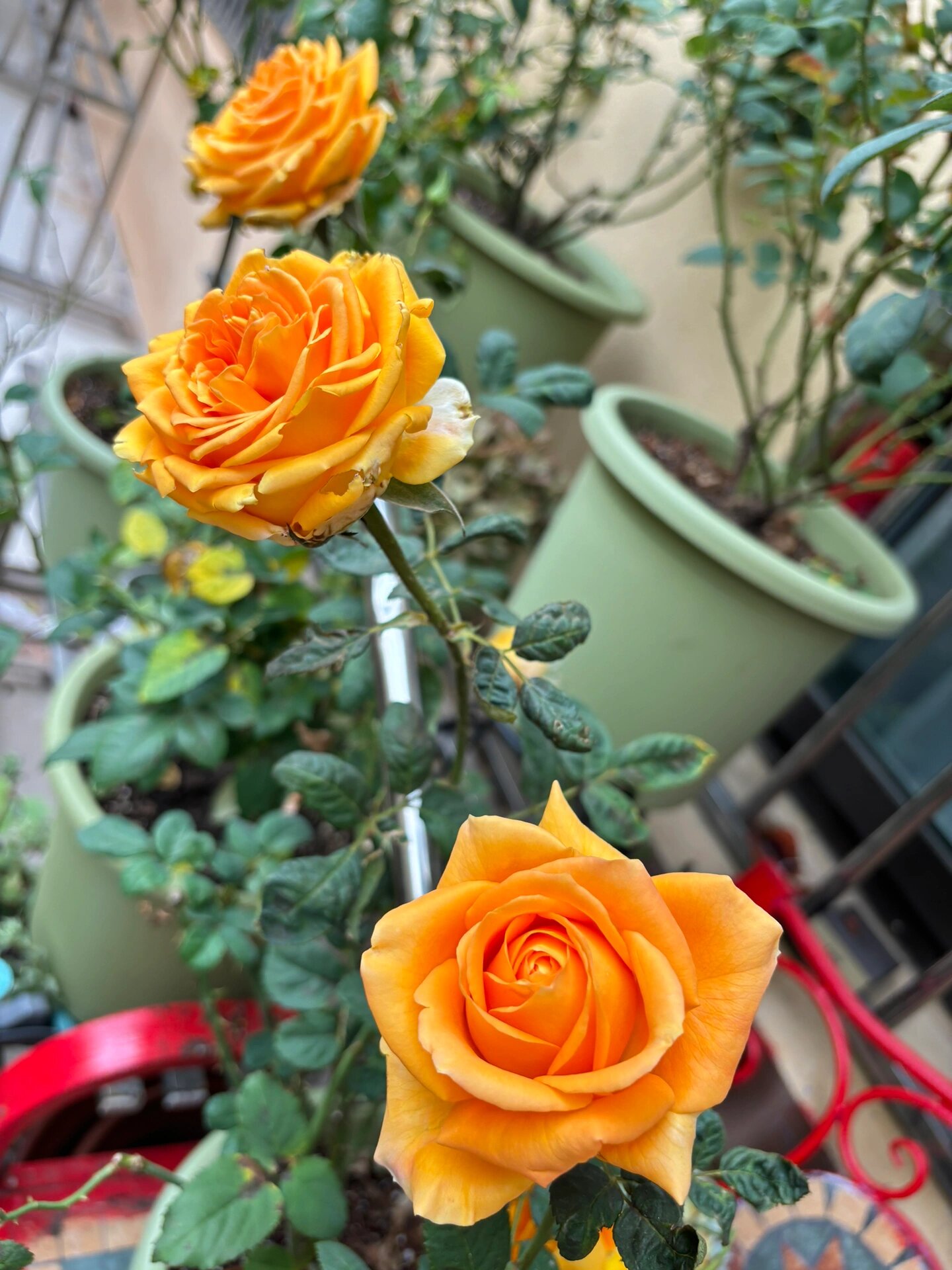 橙意月季 好大好正得颜色