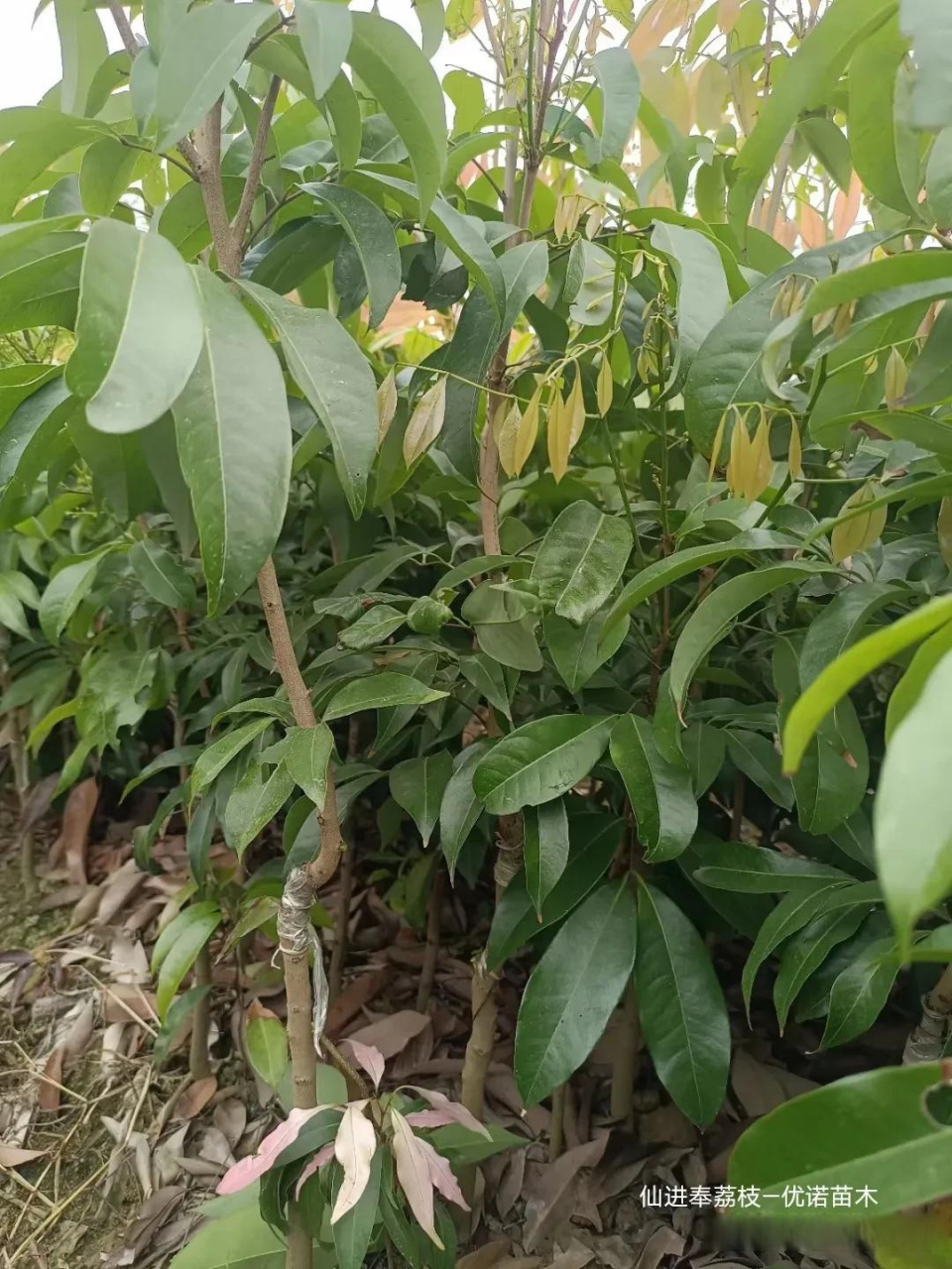 最新荔枝品种,仙进奉荔枝果苗,脆甜荔枝苗