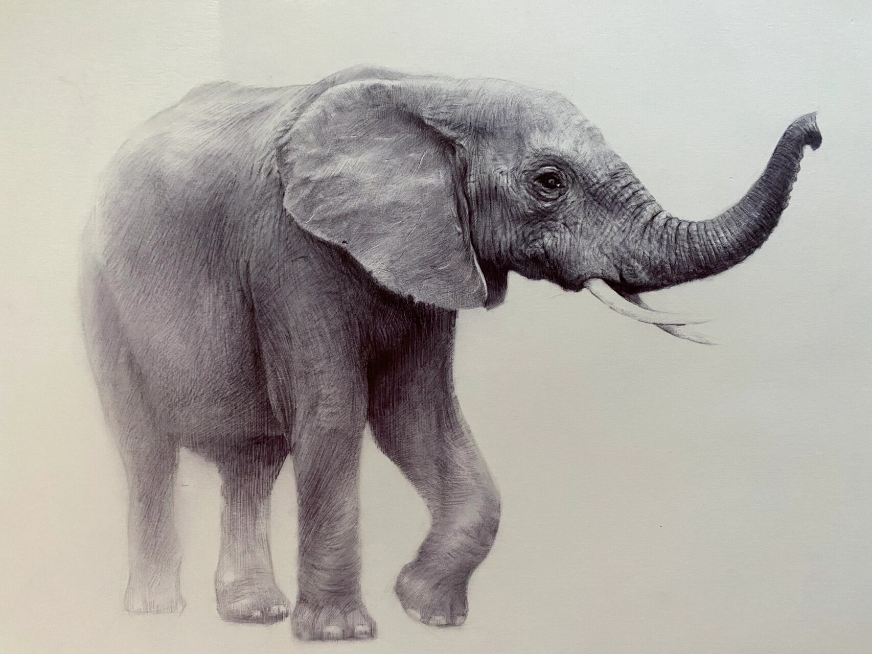 素描动物-大象 及一些绘画步骤 这幅画主要想表现大象特有的皮肤质感