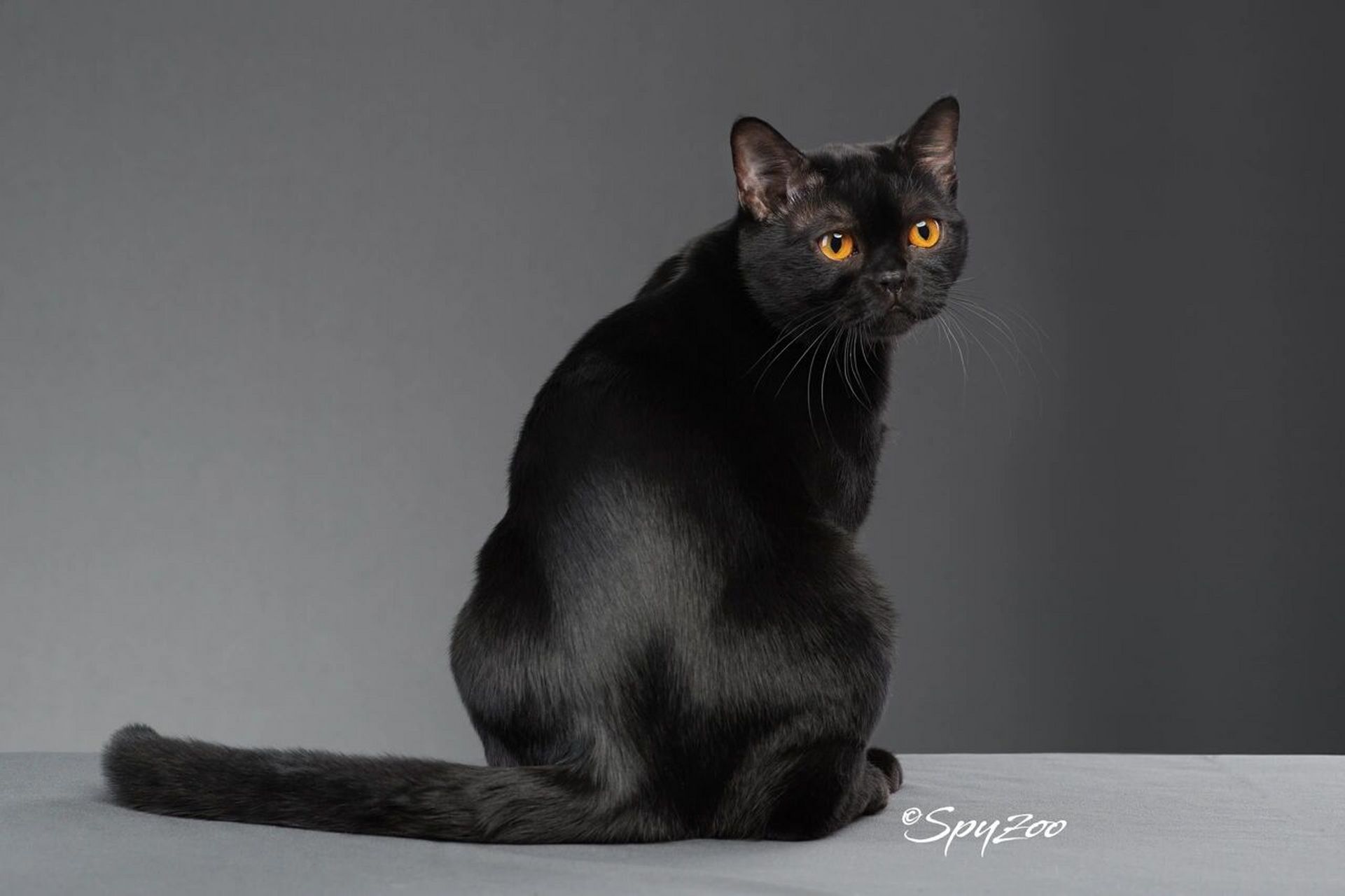 这里就要提到孟买猫第二个祖先