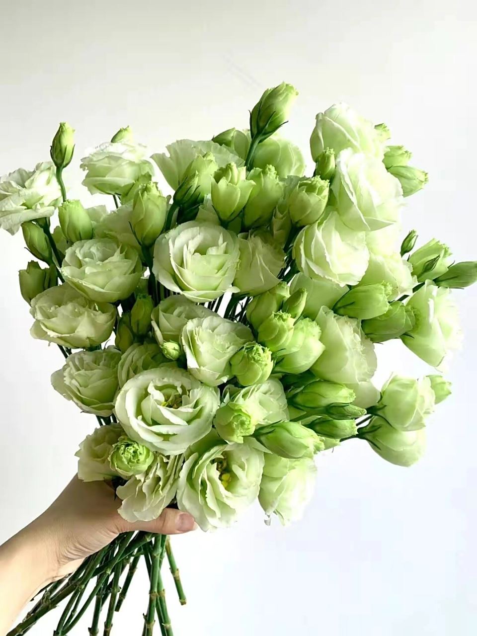 盛开的绿色洋桔梗,给人一种清新脱俗的感觉,让人感受到生命的蓬勃与