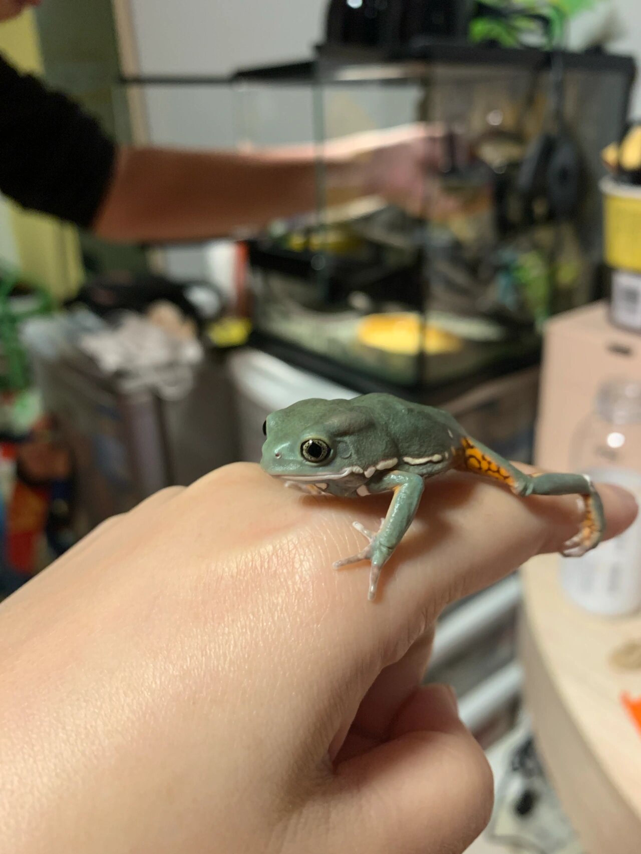 我的小蛙蛙们要快快乐乐长大哦～ 和老公一起养了两只蜡白猴树蛙,取名