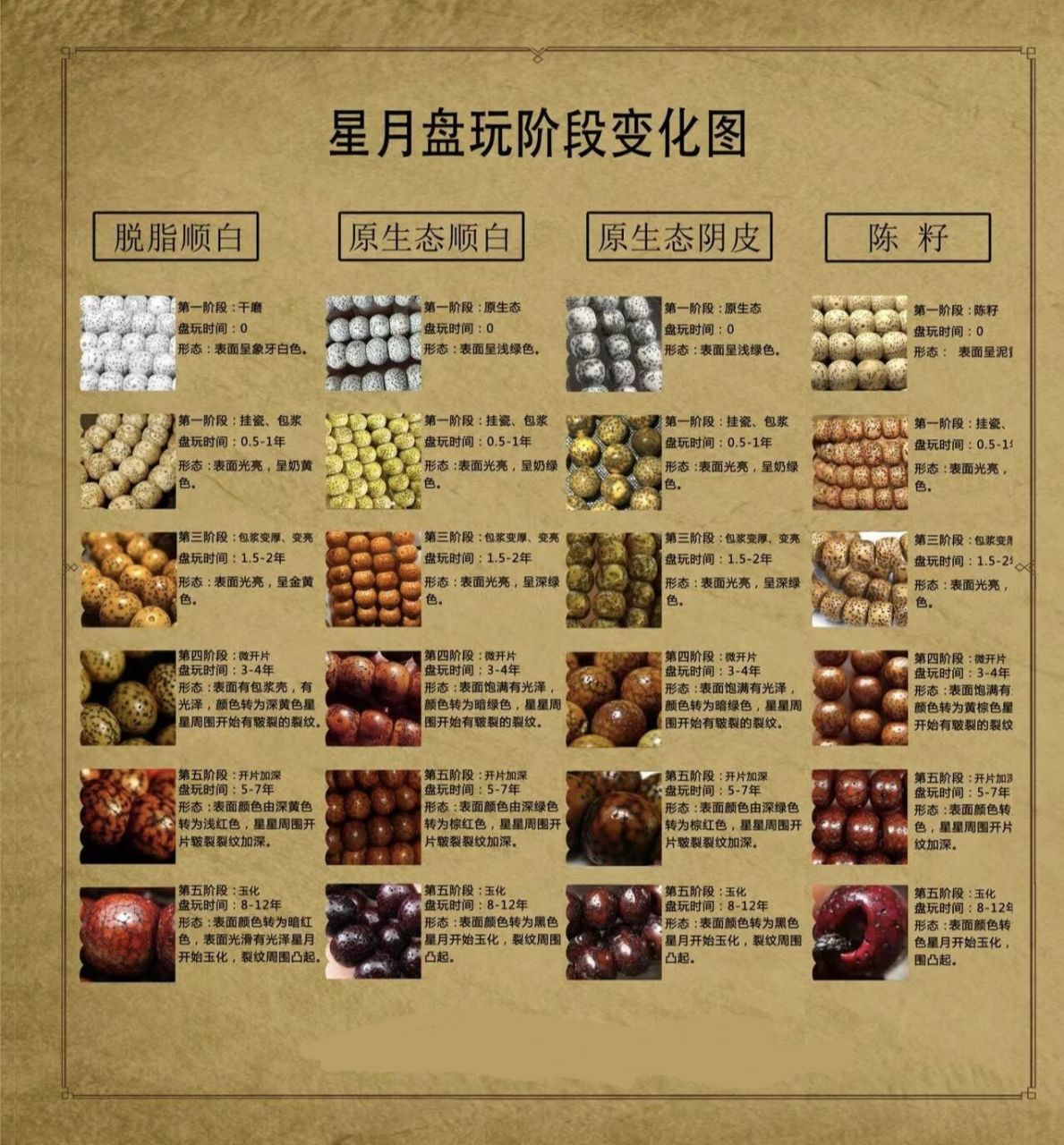 不同种类星月菩提各个阶段的变化图