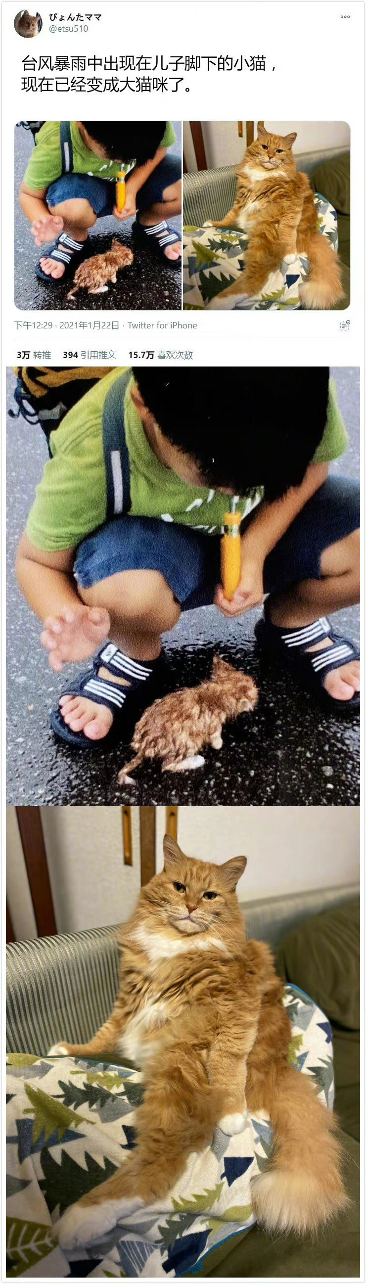 日推很火的流浪猫收养前后对比照,太有爱了,希望大家都可以领养代替