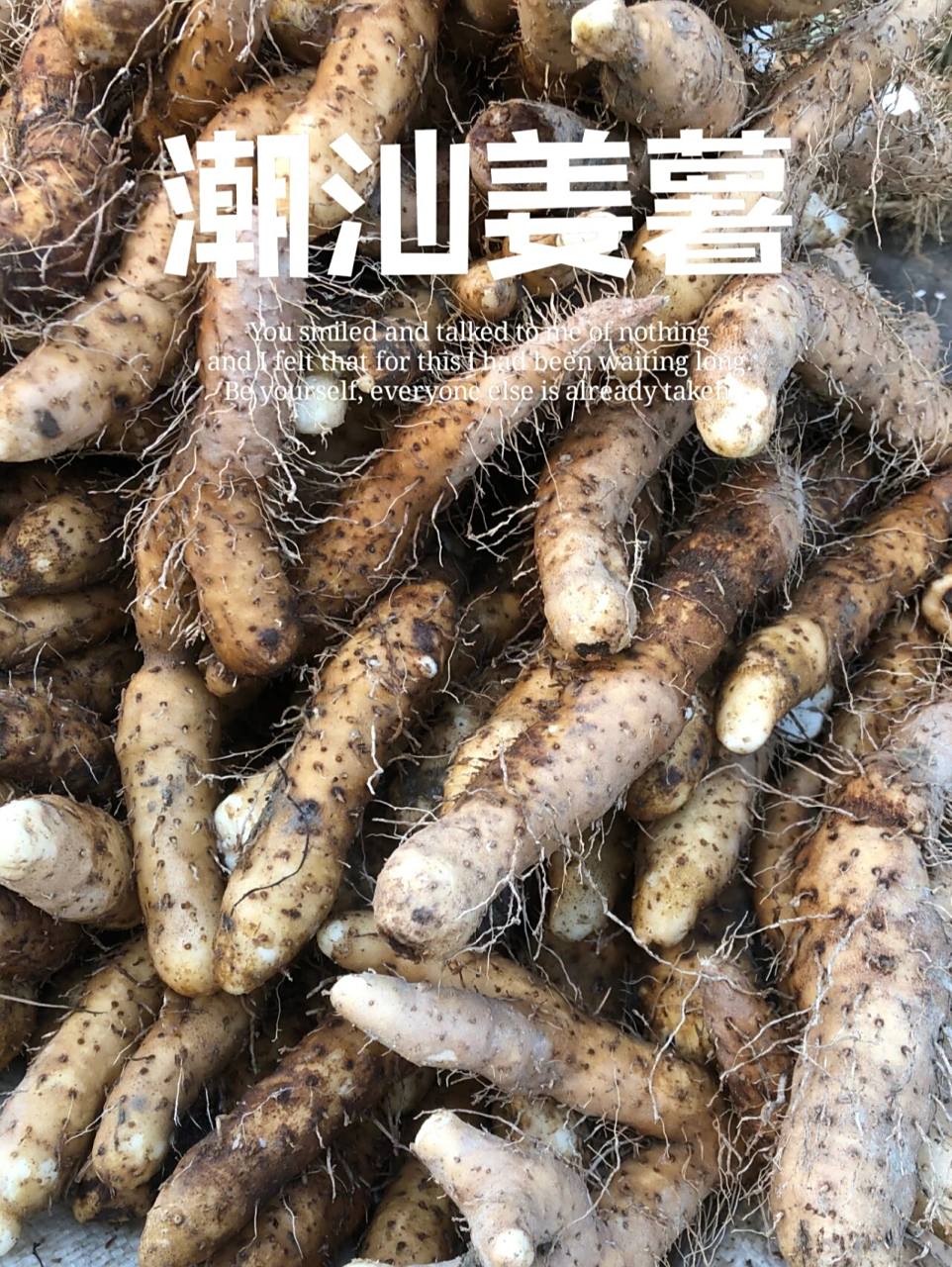 它叫姜薯,广东粤东潮汕地区的一种薯类,也有地区俗称"小淮山".