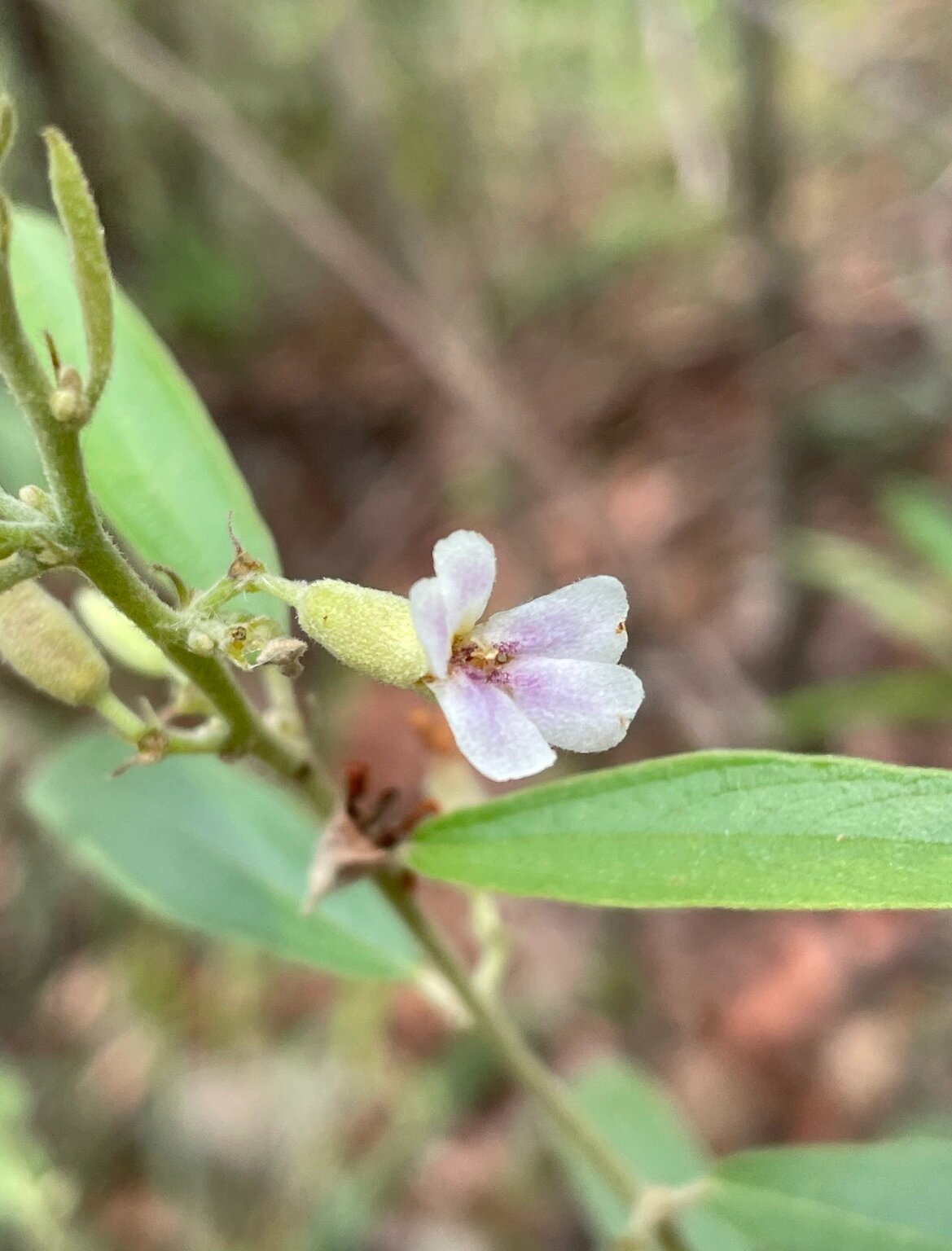 夏日里的野生山芝麻花