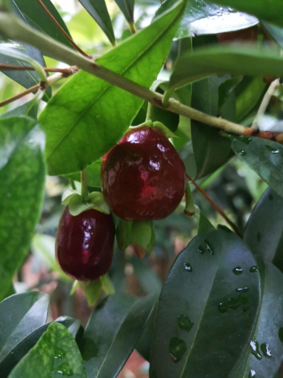 黑玫瑰樱桃90 黑玫瑰樱桃90