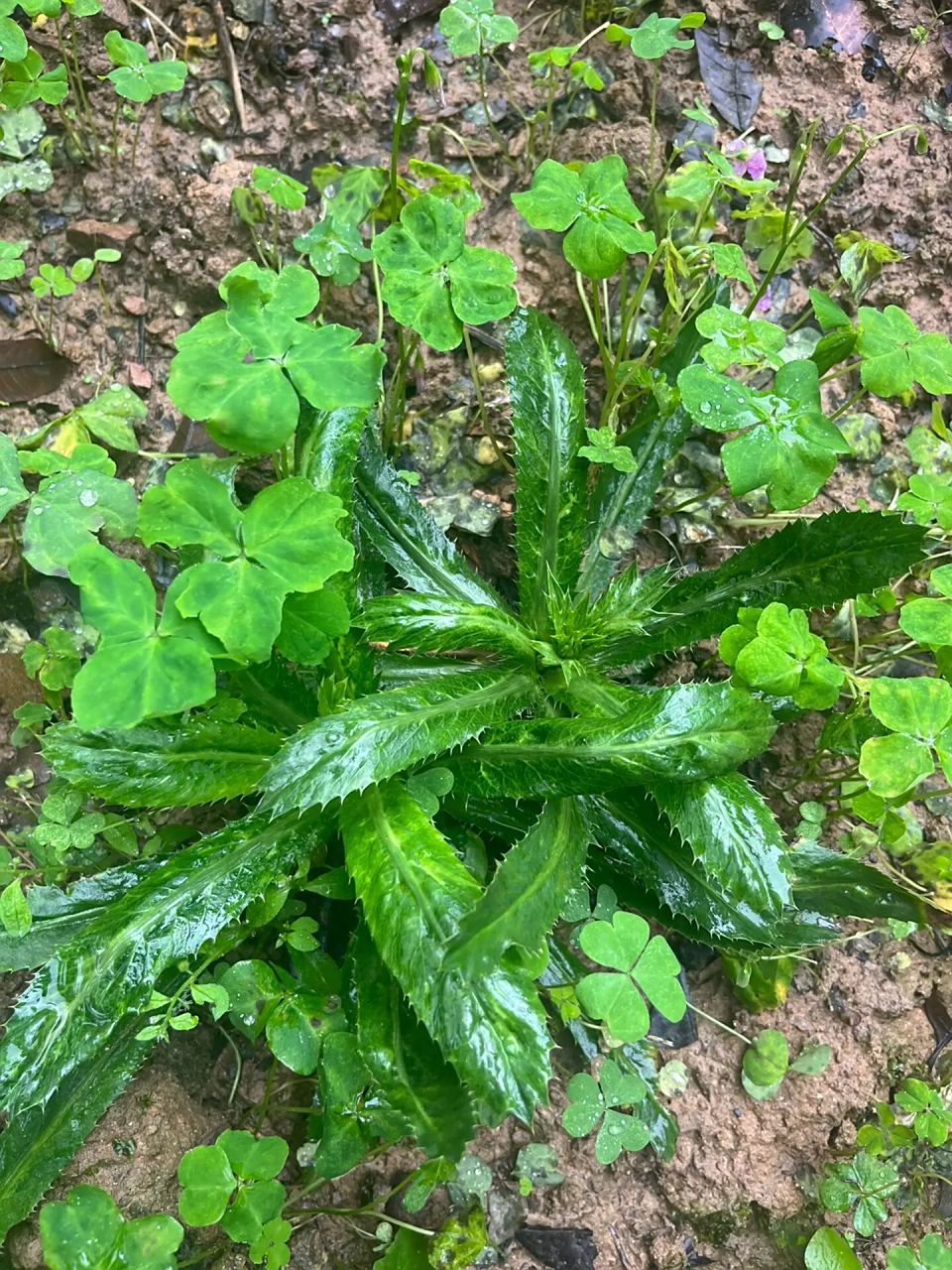野生山芫荽制作的猪肉丸,也叫野生香菜丸 ✴️野生山芫荽  这种山