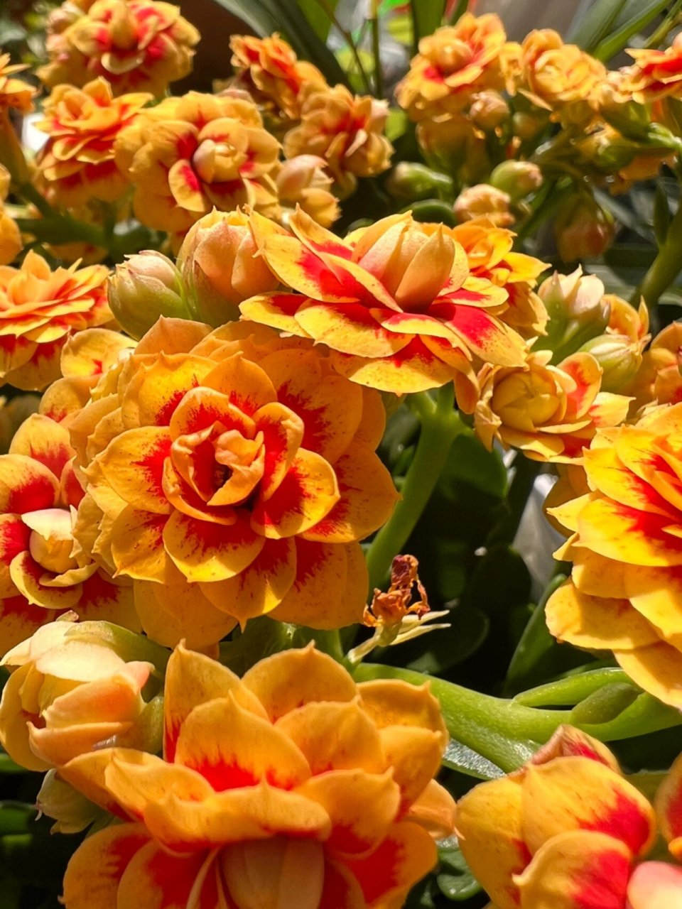 这款应该是入门必备吧~壮实,爆花,好看…… 金丝雀真的很好养,就是